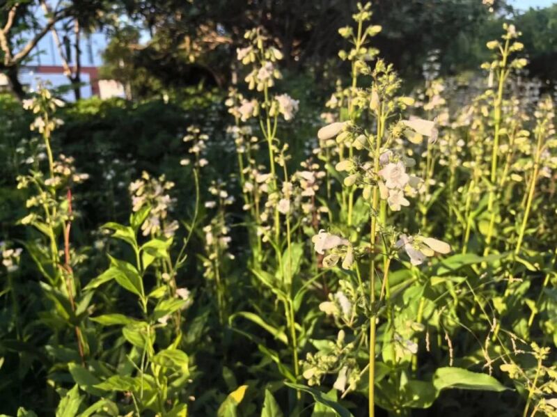 中药材种植管理软件:现代科技助力传统产业转型升级